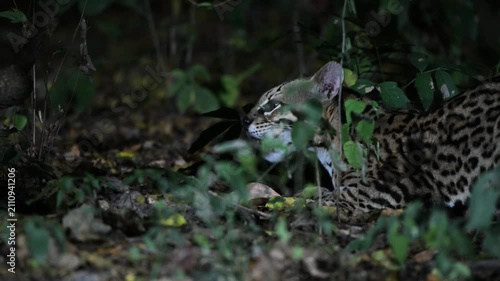 ocelot in the forest,  Leopardus pardalis, walks, rain forest, tropical forest, mammal, in the night, night, dark, Pantanal, Mato Grosso, Mato grosso du Nord, Brasil, rainforest, close up, close-up