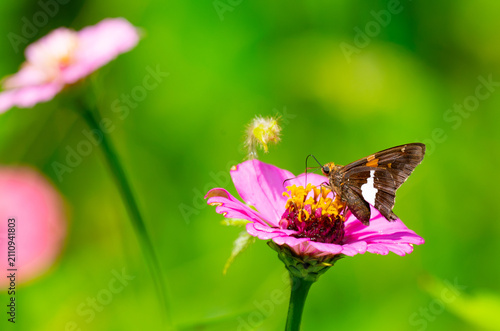 Silver-spotted skipper butterfly getting nectar from a pink zinnia flower