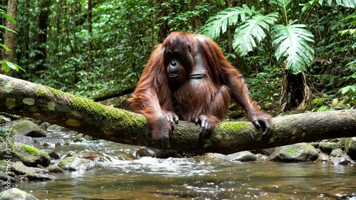 Orangutan Sitting on a Mossy Branch Above a Flowing Stream in Lush Rainforest with Vibrant Green Foliage Surrounding It