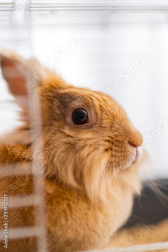 Fluffy brown rabbit cage side profile closeup showing eye and fur texture in an indoor enclosure for pet poster and banner background