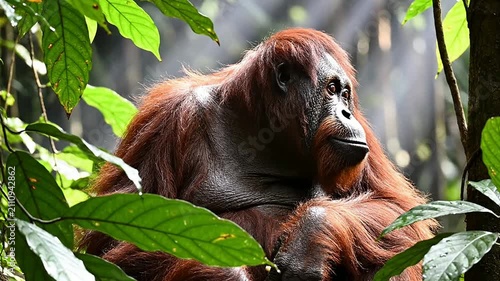 Orangutan Relaxing Amidst Lush Green Foliage In A Serene Jungle Environment With Sun Rays