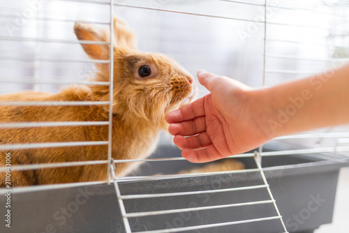 Brown pet rabbit in cage being touched by human hand for pet care banner and animal welfare article design