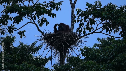 Orangutan Sitting In A High Canopy Nest At Twilight Surrounded By Lush Foliage In Its Natural Habitat