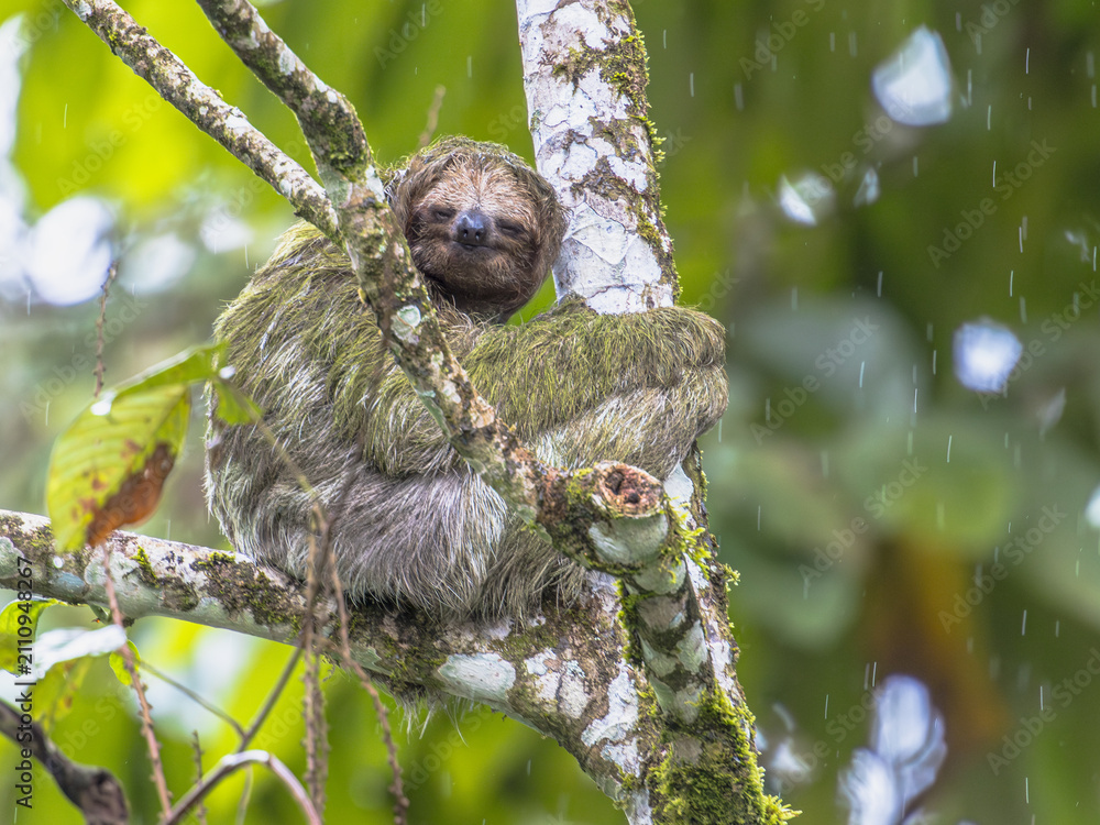Fototapeta premium Brown Throated Three-toed Sloth