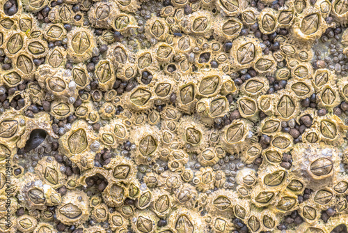 Common barnacle (Semibalanus balanoides) attached to coastal rock at low tide, Scotland