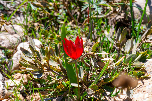 Fotografía Tulipa sprengeri, the Sprenger's tulip, is a species of perennial, bulbous plant in the family Liliaceae endemic to Amasya, Turkey