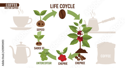 Konstfotografi Coffee Bean Life Cycle Stages.