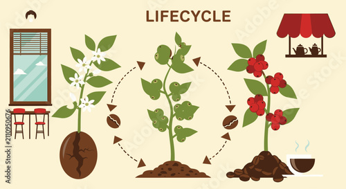 Canvastavla Coffee Plant Growth Stages.
