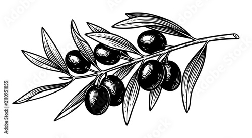 Botanical illustration of ripe olive branch with dark fruit