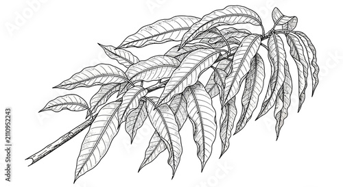 Foto Delicate branch with elongated leaves illustration natural detail