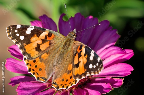 Distelfalter uf einer Zinnie im Garten