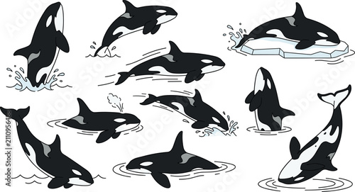 Quadro su tela Orca whale collection featuring killer whales breaching, swimming, diving, surfa