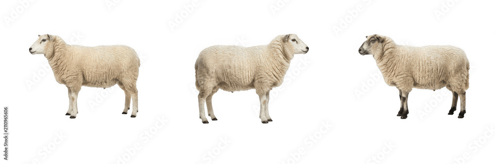 Obraz premium Side view of fluffy white sheep and farm animals isolated on transparent background set, wool livestock and rural agriculture design elements PNG