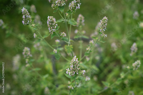 Foto Catmint bloom with lavender blue flowers in a lush garden setting