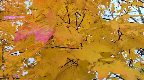 Golden and red leaves flutter gently in the cool breeze of a serene park during autumn. Nature displays its beautiful colors as sunlight filters through the branches.