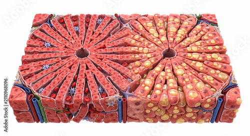 3D cross-section illustration of liver lobule tissue showing healthy vs fatty liver hepatocytes