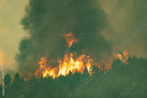 Принти на полотні Wildfire consuming a forest, sending thick plumes of smoke into the atmosphere