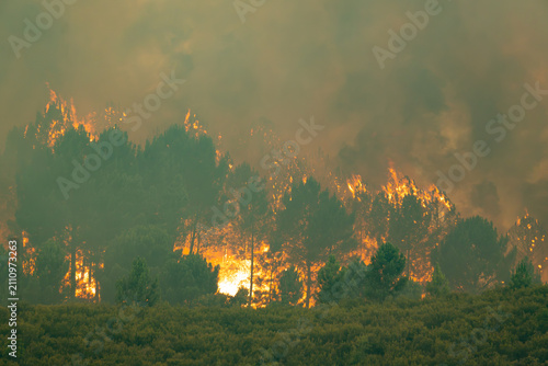 Cuadro en lienzo Wildfire spreading through a pine forest, flames consuming trees and generating