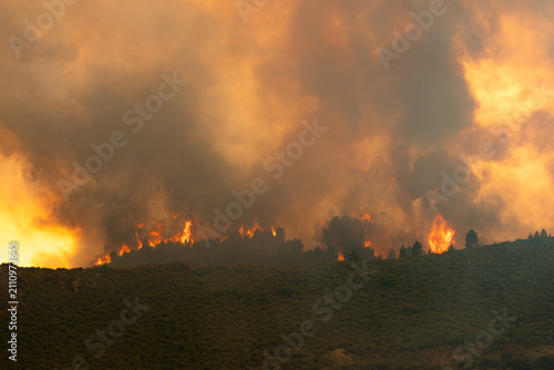Forest fire burning trees and vegetation on a hillside. Heavy smoke rises, creating a destructive and urgent environmental crisis