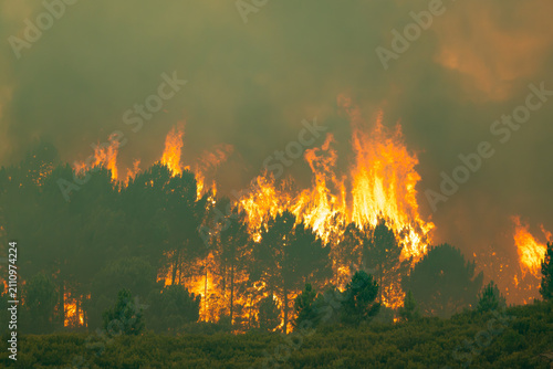 Fotografie Large wildfire consuming a forest, generating massive flames and thick smoke, cr