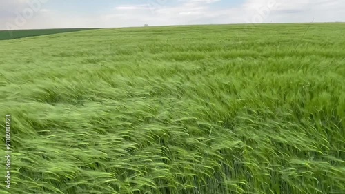 green wheat field