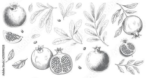 Foto Hand drawn pomegranate illustration set featuring whole fruits, cut sections, and botanical branches