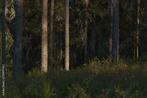 Sunlight filtering through tall pine trees in a dense evergreen forest, creating a peaceful woodland scene with natural light and deep shadows.