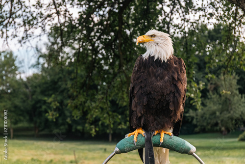 Bald eagle perching on a green pole outdoors in nature