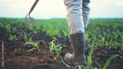 A man stands in a field of corn, the man holding a hoe, surrounded by green corn plants. The man wears black rubber boots and light jeans in the cultivated soil.