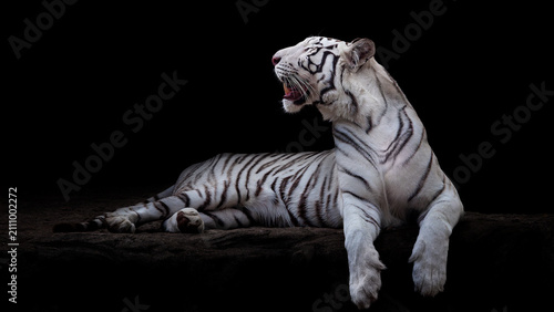 Photography White bengal tiger on the black dark background