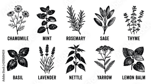 Set of 10 medicinal herb plant illustration icons