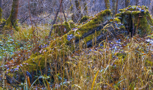 Obraz na płótnie Serene wetland landscape showing mossy fallen log surrounded by marsh grass and