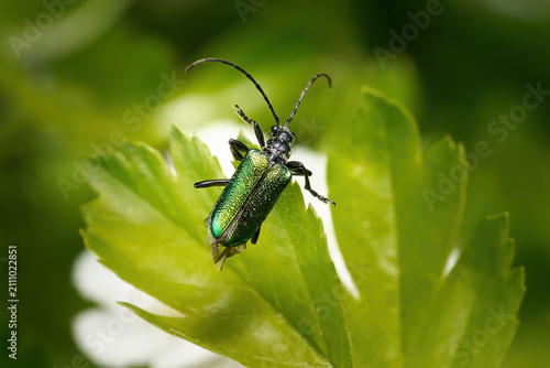 Canvastavla Blaubock (Carilia virginea, Gaurotes virginea) Käfer auf einem grünen Blatt - na