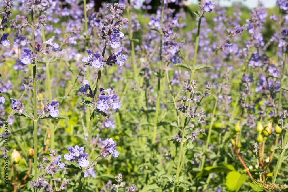 Obraz premium Horizontal macro of delicate purple catmint flowers growing on thin green stems against a soft, natural background. Great for botanical prints, nature textures, and calming garden themes.