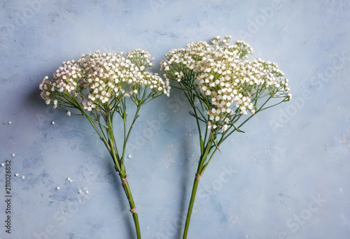 Two delicate babys breath f...