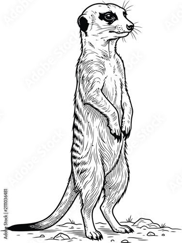 vector illustration of a meerkat
