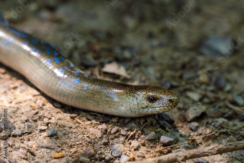 Konstfotografi Macro View of Male Slow Worm Legless Lizard with Blue Spots Slithering on Soil in the Balkan Mountains, Bulgaria