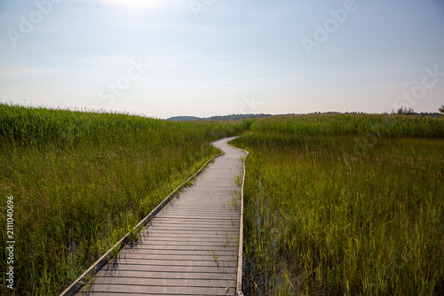 Cuadro en lienzo Wooden Boardwalk Winding Through Green Marsh Under Summer Sunlight