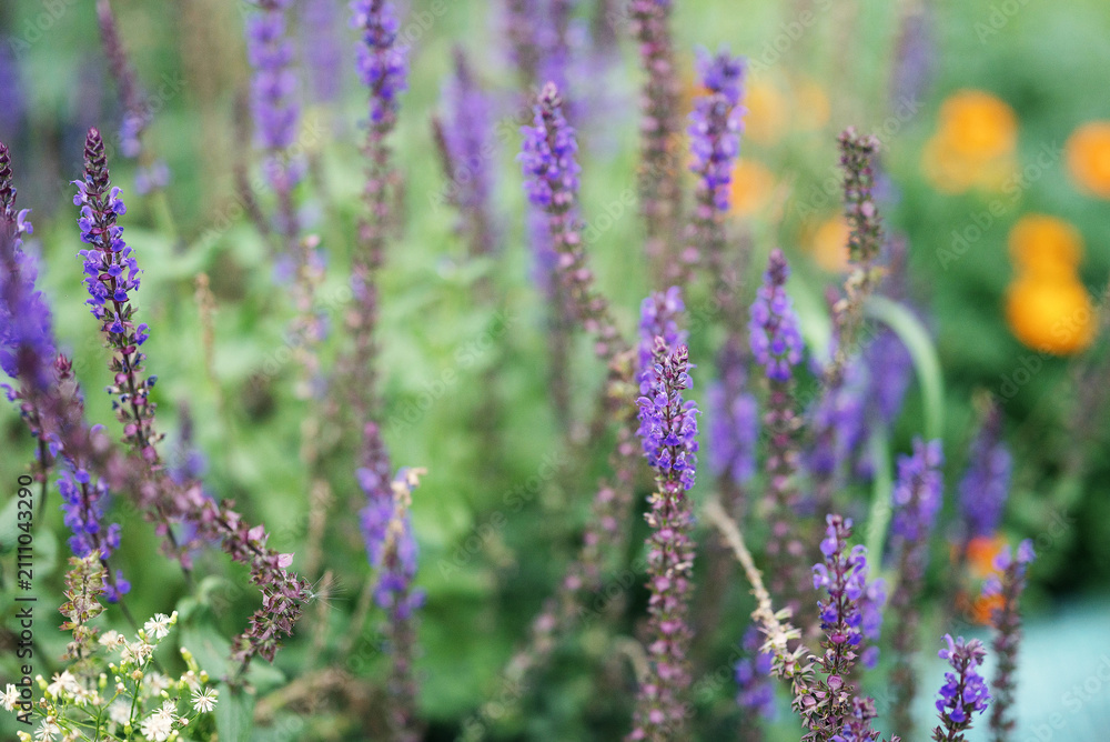 Obraz premium Purple salvia sage flowers blooming in green outdoor garden. Concept of herbal medicine, aromatherapy, landscaping, honey plant and botanical species.