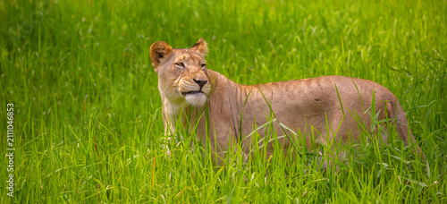 Photography A close-up of a lioness against a backdrop of green grass