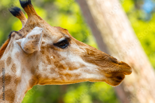 Photography A close-up of a giraffe against a green backdrop