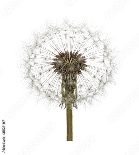 Foto Fluffy dandelion cutout delicate dandelion png nature dandelion cutout white dan
