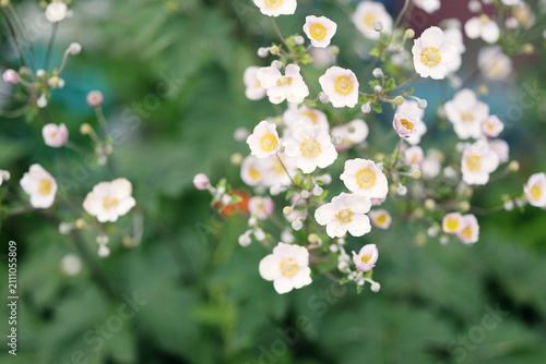 Fotografía Pale pink anemone flowers blooming in green garden outdoors
