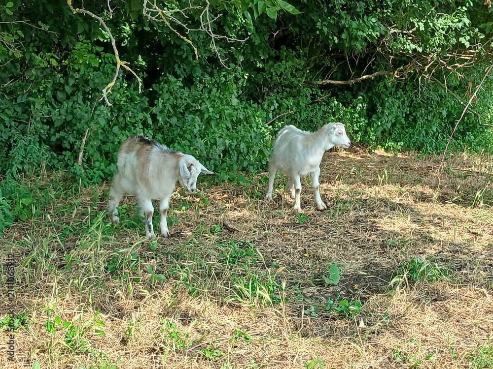 Fototapeta premium Two white domestic goats grazing on green grass in a sunny countryside field
