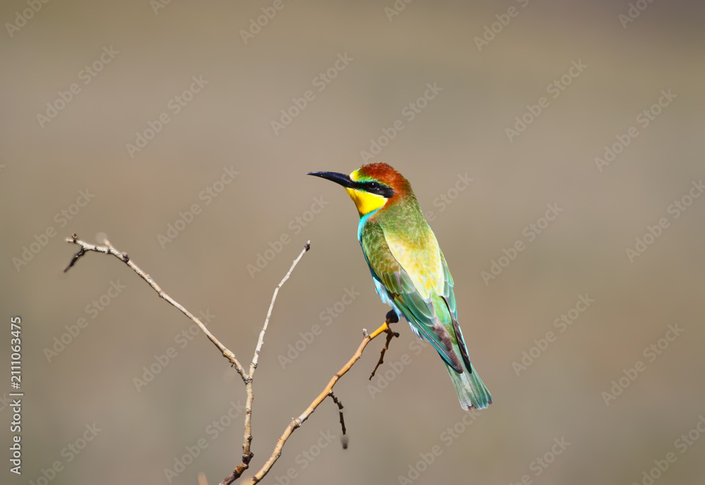 Obraz premium A colorful young European bee-eater perched gracefully on a thin, dry branch against a soft background.