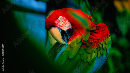 Fotografía Colorful scarlet macaw grooming its vibrant red, green, and blue feathers