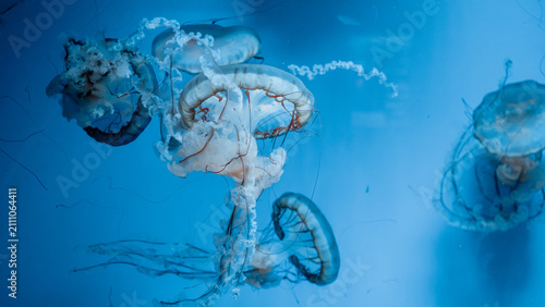 фотографія Pacific sea nettle jellyfish swimming in clear blue water aquarium display