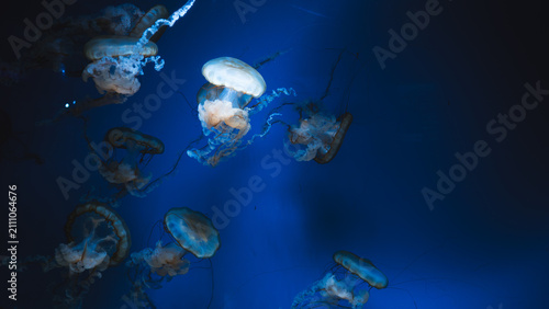 Fotografie Vertical macro close up of a Pacific sea nettle jellyfish swimming in deep blue