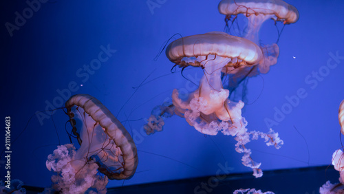 Foto Group of Pacific sea nettle jellyfish swimming in vibrant blue aquarium water
