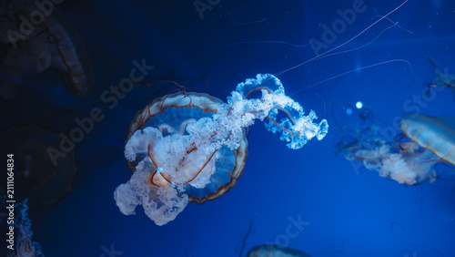 Foto Vertical macro close up of a Pacific sea nettle jellyfish swimming in deep blue